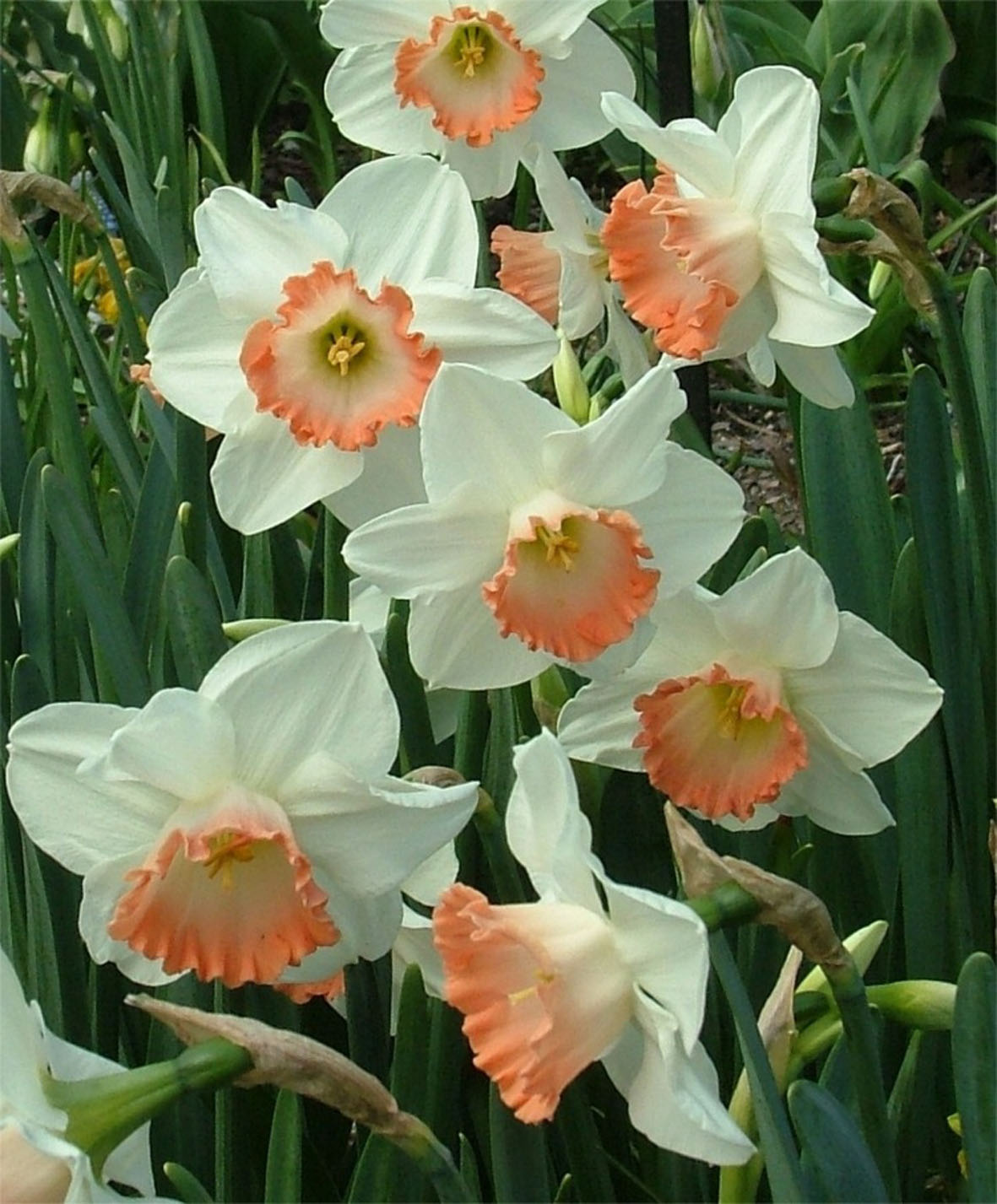 Pink Charme  op het veld