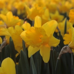 Ballade-Narcissus_veld_FAM-flower-farm-8_low