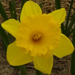 Narcissus-Ballade-_-FAM-flower-farm-3