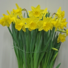 Narcissus-Ballade-_-FAM-flower-farm