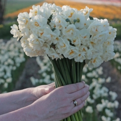 Bridal-Crown-IMG_4156-AA_low