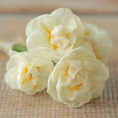 Bridal-Crown-Narcissus-1-vierkant