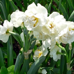 Narcissus-Bridal-Crown_Van-der-Slot-Lisse-15