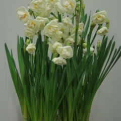 Narcissus-Bridal-Crown_Van-der-Slot-Lisse-37
