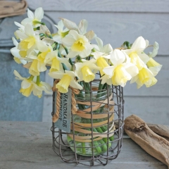 Curlew-Narcissus-FAM-Flower-Farm-4-AA_low