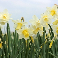 Curlew-Narcissus-veld-FAM-8-AA_low