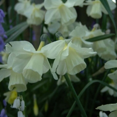 Narcissus-Curlew_Van-der-Slot-Lisse-18