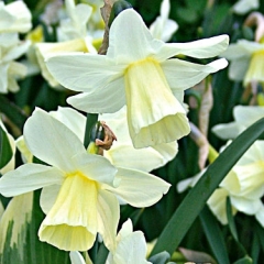 Narcissus-Curlew_Van-der-Slot-Lisse-2