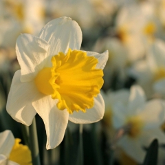 Holland-Sensation-Narcissus_veld_FAM-flower-farm-11-AA_low