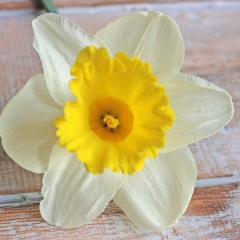 Holland-Sensation-narcissus-closeup-17-AA_low