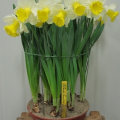 Narcissus-Holland-Sensation-_-Van-der-Slot-Lisse-120