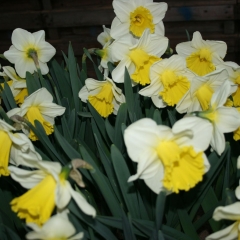 Narcissus-Holland-Sensation-_-Van-der-Slot-Lisse-322