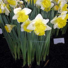 Narcissus-Las-Vegas_Van-der-Slot-Lisse-126