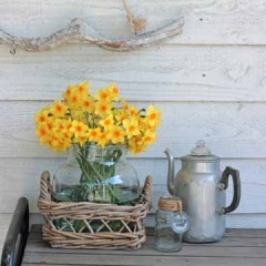 Martinette-Narcissus_FAM-flower-farm-sfeer-24-AA-vierkant_low