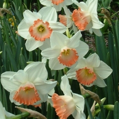 Narcissus-Pink-Charme-_-Van-der-Slot-Lisse-134