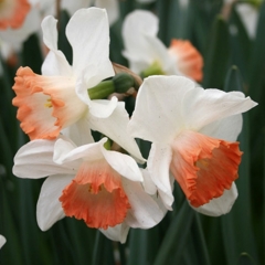 Narcissus-Pink-Charme-_-Van-der-Slot-Lisse-235