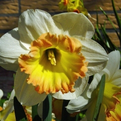 Narcissus-Romy_Van-der-Slot-Lisse-342