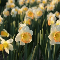 Romy-Narcissus_veld_FAM-flower-farm-13_low