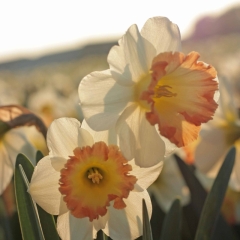 Romy-Narcissus_veld_FAM-flower-farm-23-AA_low