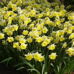 Narcissus-Stadium_Van-der-Slot-Lisse-244