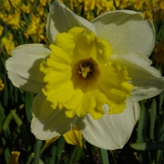 Narcissus-Stadium_Van-der-Slot-Lisse-345