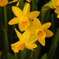 Narcissus-Tete-a-Tete-_-Van-der-Slot-Lisse-146