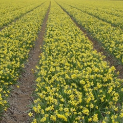 Narcissus-Tete-a-Tete-_-Van-der-Slot-Lisse-247