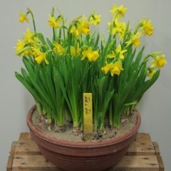 Narcissus-Tete-a-Tete-_-Van-der-Slot-Lisse-348