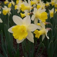 Narcissus-Topolino_Van-der-Slot-Lisse-250