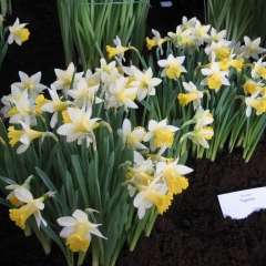 Narcissus-Topolino_Van-der-Slot-Lisse-351