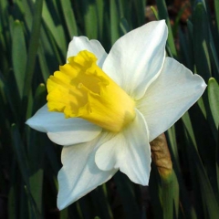 Narcissus-Yellow-Salome_Van-der-Slot-Lisse-154