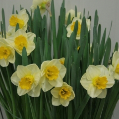 Narcissus-Yellow-Salome_Van-der-Slot-Lisse-255