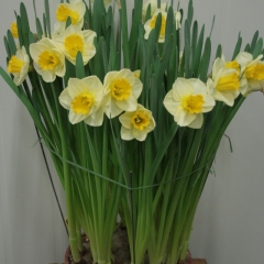 Narcissus-Yellow-Salome_Van-der-Slot-Lisse-356