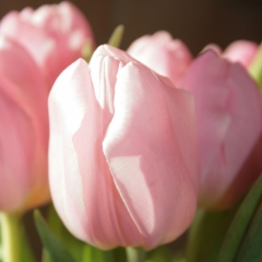 Tulipa Aafke Van der Slot Lisse