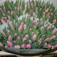 Tulipa Aafke Van der Slot Lisse