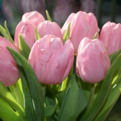 Tulipa Aafke Van der Slot Lisse