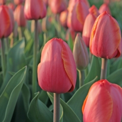 Tulipa Ad Rem - Van der Slot Lisse