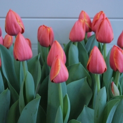 Tulipa Ad Rem - Van der Slot Lisse