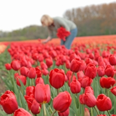 Tulipa Alcatraz - Van der Slot Lisse