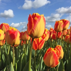 Tulipa Banja Luka - Van der Slot Lisse