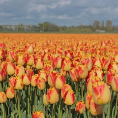 Tulipa Banja Luka - Van der Slot Lisse