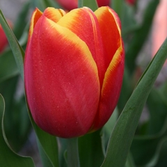 Tulipa-Choice-Van-der-Slot-Lisse-22