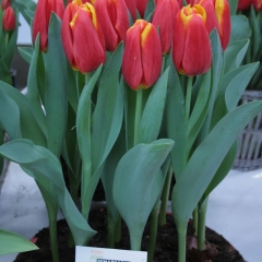 Tulipa-Choice-Van-der-Slot-Lisse-33