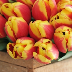 Denmark-tulipa-sfeer-FAM-flower-farm-5-AA