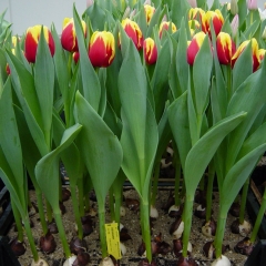Tulipa-Denmark-Van-der-Slot-Lisse-11