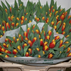 Tulipa-Denmark-Van-der-Slot-Lisse-33