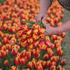 Tulipa Dow Jones van der Slot Lisse 9