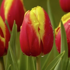 Tulipa-Dow-Jones-Van-der-Slot-Lisse-2