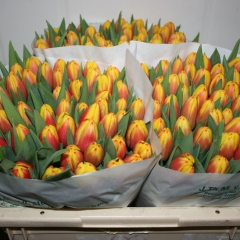 Tulipa-Dow-Jones-Van-der-Slot-Lisse-7