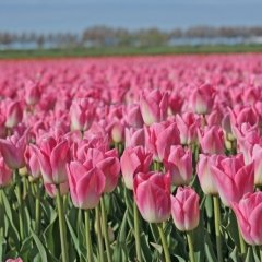 Tulip Dynasty Van der Slot Lisse 6